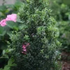 Japanese Holly Live Plant – Ilex crenata Shrub – 4 inch Pot – Partial to Full Sun - Image 1