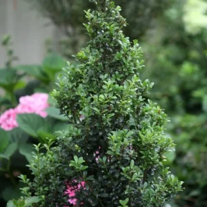 Japanese Holly Live Plant – Ilex crenata Shrub – 4 inch Pot – Partial to Full Sun - Image 2