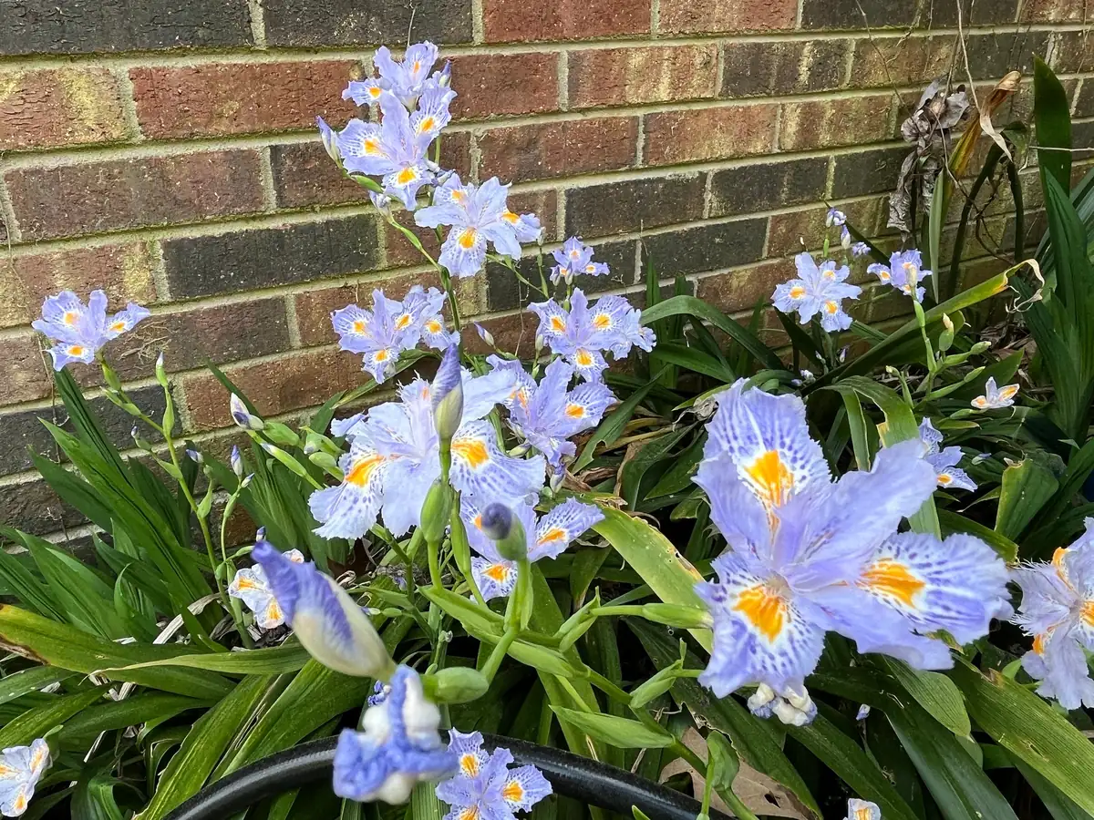 Japanese Iris Japonica Live Plant - Lavender-Blue Fringed Flowers - 15 inch Tall - Image 2