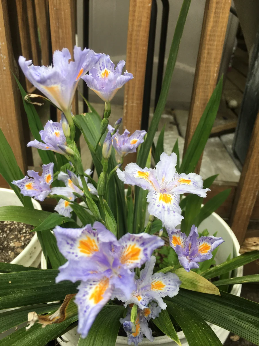 Japanese Iris Japonica Live Plant - Lavender-Blue Fringed Flowers - 15 inch Tall - Image 3