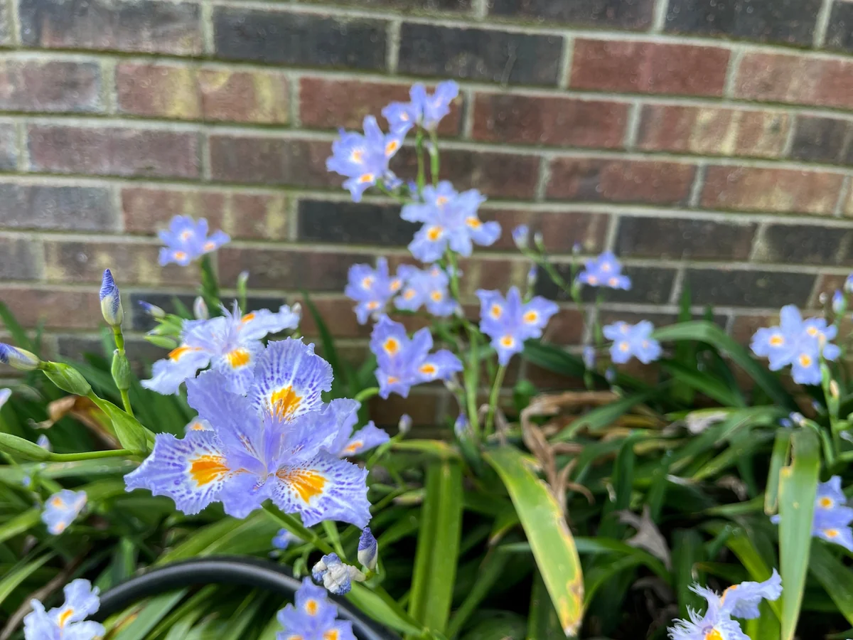Japanese Iris Japonica Live Plant - Lavender-Blue Fringed Flowers - 15 inch Tall - Image 4