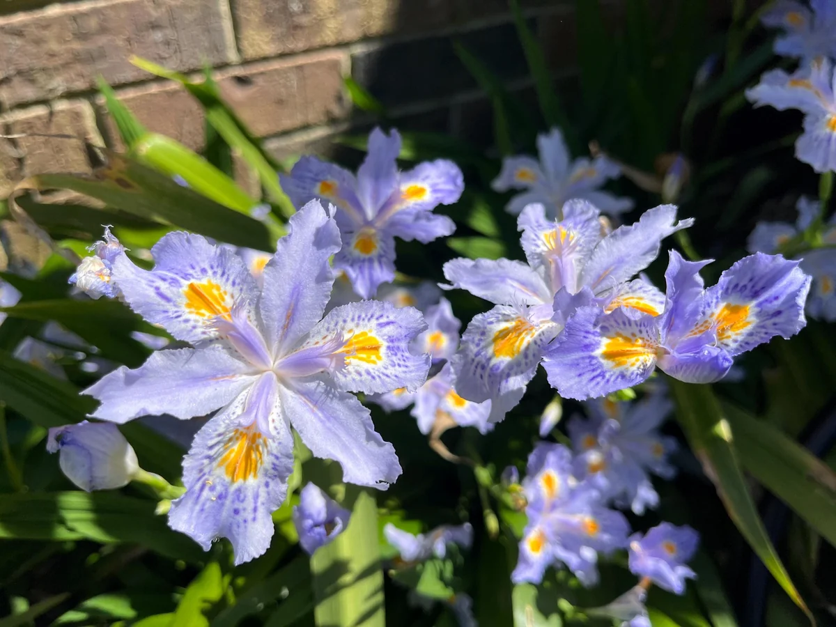 Japanese Iris Japonica Live Plant - Lavender-Blue Fringed Flowers - 15 inch Tall - Image 1