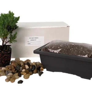 Japanese Juniper Bonsai Tree Kit - Live 1-2 Year Old Plant with Pot & Soil - Image 1