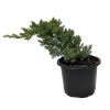 Japanese Juniper Bonsai Tree Live Plant - Juniperus procumbens Nana - 4" Pot - Image 1
