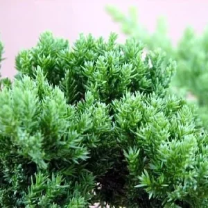 Japanese Juniper Bonsai Tree Live Plant - Juniperus procumbens Nana - 4