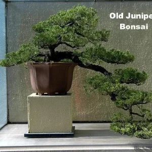 Japanese Juniper Bonsai Tree Live Plant - Juniperus procumbens Nana - 4