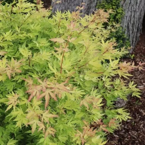 Japanese Maple METAMORPHOSA® Live Plant – 4 inch Pot – Ever-Changing Foliage - Image 4