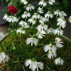 Japanese Radiata White Egret Orchid Flower Seeds - 50 Pcs - Perennial Indoor - Image 2