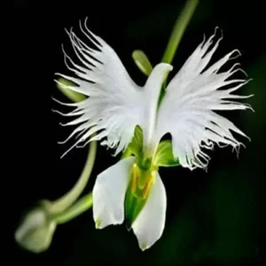 Japanese Radiata White Egret Orchid Flower Seeds - 50 Pcs - Perennial Indoor - Image 3
