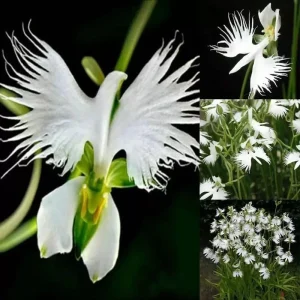 Japanese Radiata White Egret Orchid Flower Seeds - 50 Pcs - Perennial Indoor - Image 1