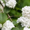 Japanese Snowball Live Plant – Viburnum plicatum – 12-24in Tall Deciduous Shrub - Image 1