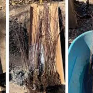 Japanese Snowball Live Plant – Viburnum plicatum – 12-24in Tall Deciduous Shrub - Image 2