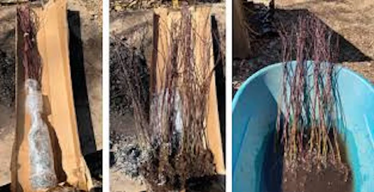 Japanese Snowball Live Plant – Viburnum plicatum – 12-24in Tall Deciduous Shrub - Image 2