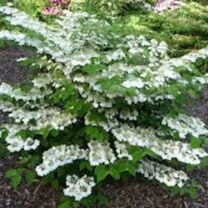 Japanese Snowball Live Plant – Viburnum plicatum – 12-24in Tall Deciduous Shrub - Image 4