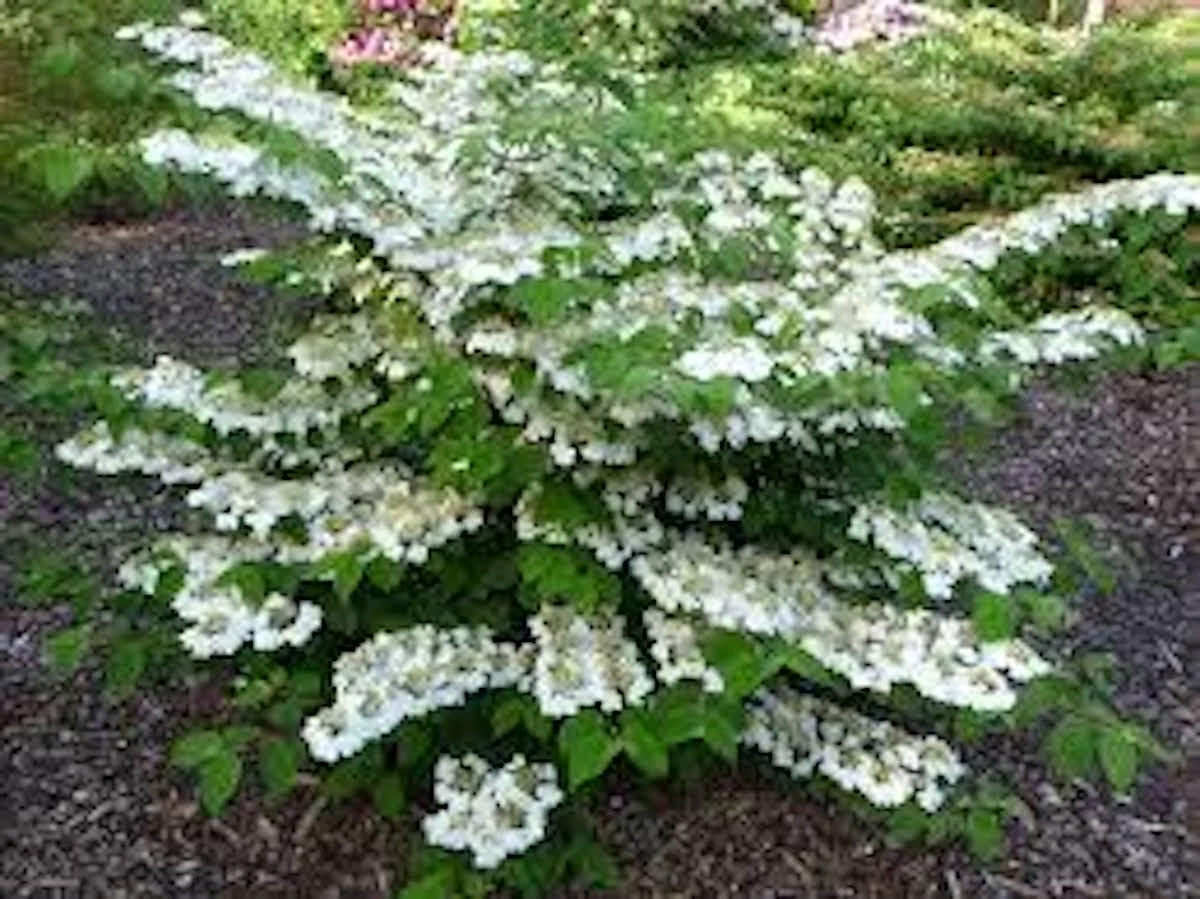Japanese Snowball Live Plant – Viburnum plicatum – 12-24in Tall Deciduous Shrub - Image 4