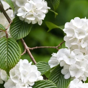 Japanese Snowball Live Plant - Viburnum plicatum Shrub 12-24in Tall Deciduous - Image 1