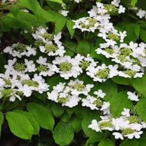 Japanese Snowball Plant Live Plant – 3-Pack Viburnum plicatum – 12-24in Tall Deciduous Shrub - Image 3