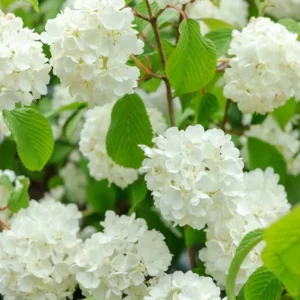 Japanese Snowball Viburnum Bare Root Plant - 2 Pack, 1-2 ft Tall, Outdoor Shrub - Image 1