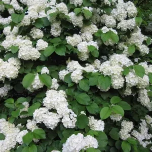 Japanese Snowball Viburnum Bare Root Plants - 10 Count, 1-2 ft Tall, Outdoor Shrub - Image 2