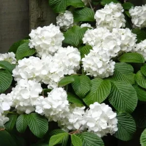 Japanese Snowball Viburnum Live Plant – 2.5 inch Pot – White Flowers – Outdoor Shrub - Image 10