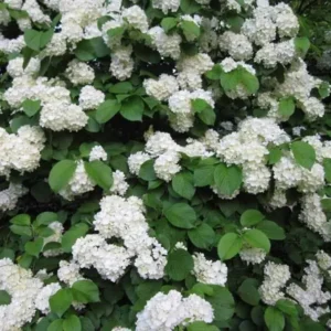 Japanese Snowball Viburnum Live Plant – 2.5 inch Pot – Outdoor Shrub - Image 2