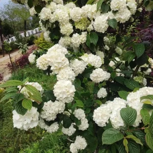 Japanese Snowball Viburnum Live Plant – 2.5 inch Pot – White Flowers – Outdoor Shrub - Image 2