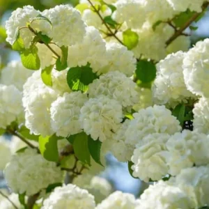 Japanese Snowball Viburnum Live Plant – 2.5 inch Pot – White Flowers – Outdoor Shrub - Image 3