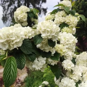 Japanese Snowball Viburnum Live Plant – 2.5 inch Pot – White Flowers – Outdoor Shrub - Image 4