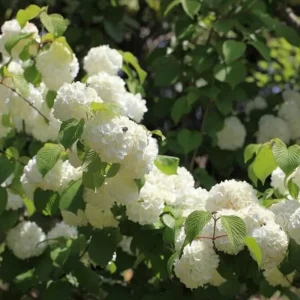 Japanese Snowball Viburnum Live Plant – 2.5 inch Pot – White Flowers – Outdoor Shrub - Image 5