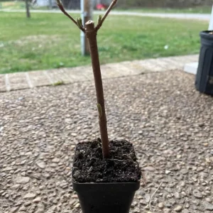 Japanese Snowball Viburnum Live Plant – 2.5 inch Pot – White Flowers – Outdoor Shrub - Image 6