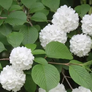 Japanese Snowball Viburnum Live Plant – 2.5 inch Pot – White Flowers – Outdoor Shrub - Image 8