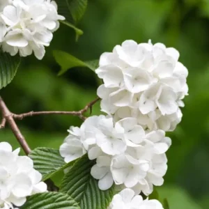 Japanese Snowball Viburnum Live Plant – 2.5 inch Pot – White Flowers – Outdoor Shrub - Image 9