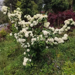 Japanese Snowball Viburnum Live Plant – 2.5 inch Pot – White Flowers – Outdoor Shrub - Image 1