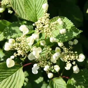 Japanese Snowball Viburnum Live Plant – 6-12