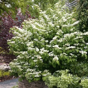 Japanese Snowball Viburnum Live Plant – 6-12