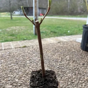 Japanese Snowball Viburnum Live Plant – 6-12