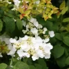 Japanese Snowball Viburnum Live Plant – 6-12" Tall Seedling – 3" Pot – Outdoor Shrub - Image 1