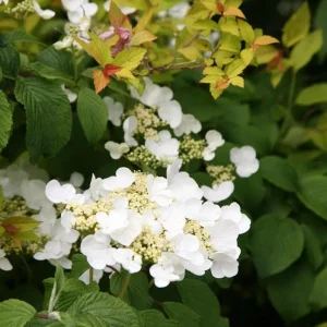 Japanese Snowball Viburnum Live Plant – 6-12