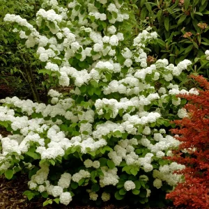 Japanese Snowball Viburnum 'Newzam' Live Shrub Plant 4+ Inches Tall Outdoor - Image 1