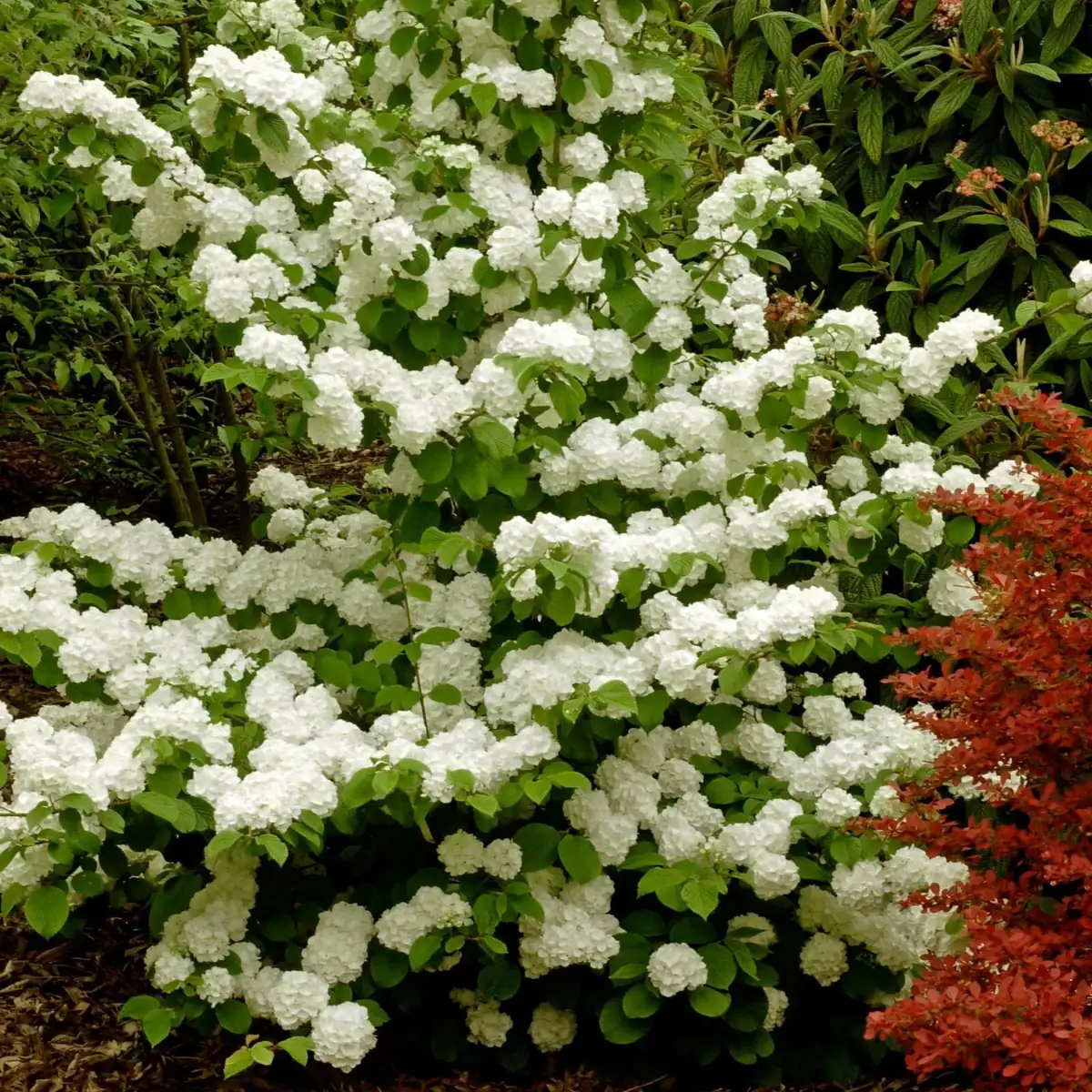Japanese Snowball Viburnum 'Newzam' Live Shrub Plant 4+ Inches Tall Outdoor - Image 1