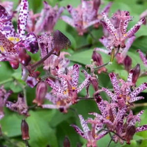 Japanese Toad Lily Live Plant - Exotic Perennial Flower for Shade, 4 inch Pot - Image 2