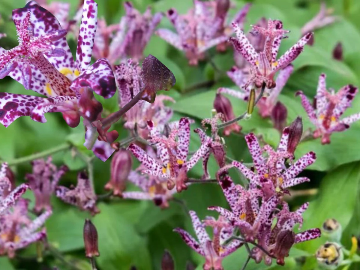 Japanese Toad Lily Live Plant - Exotic Perennial Flower for Shade, 4 inch Pot - Image 2