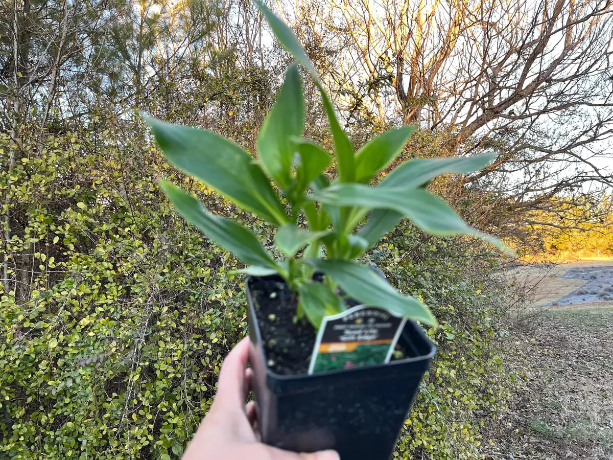 Japanese Toad Lily Live Plant - Exotic Perennial Flower for Shade, 4 inch Pot - Image 3