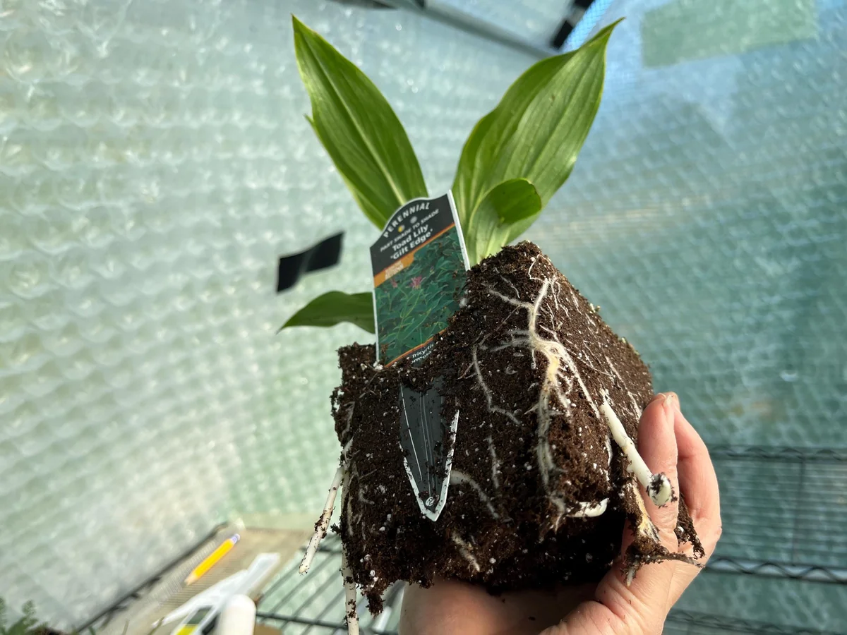 Japanese Toad Lily Live Plant - Exotic Perennial Flower for Shade, 4 inch Pot - Image 4