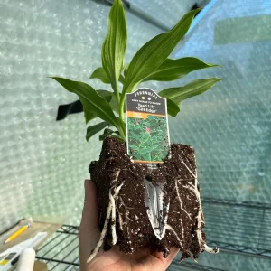 Japanese Toad Lily Live Plant - Exotic Perennial Flower for Shade, 4 inch Pot - Image 5