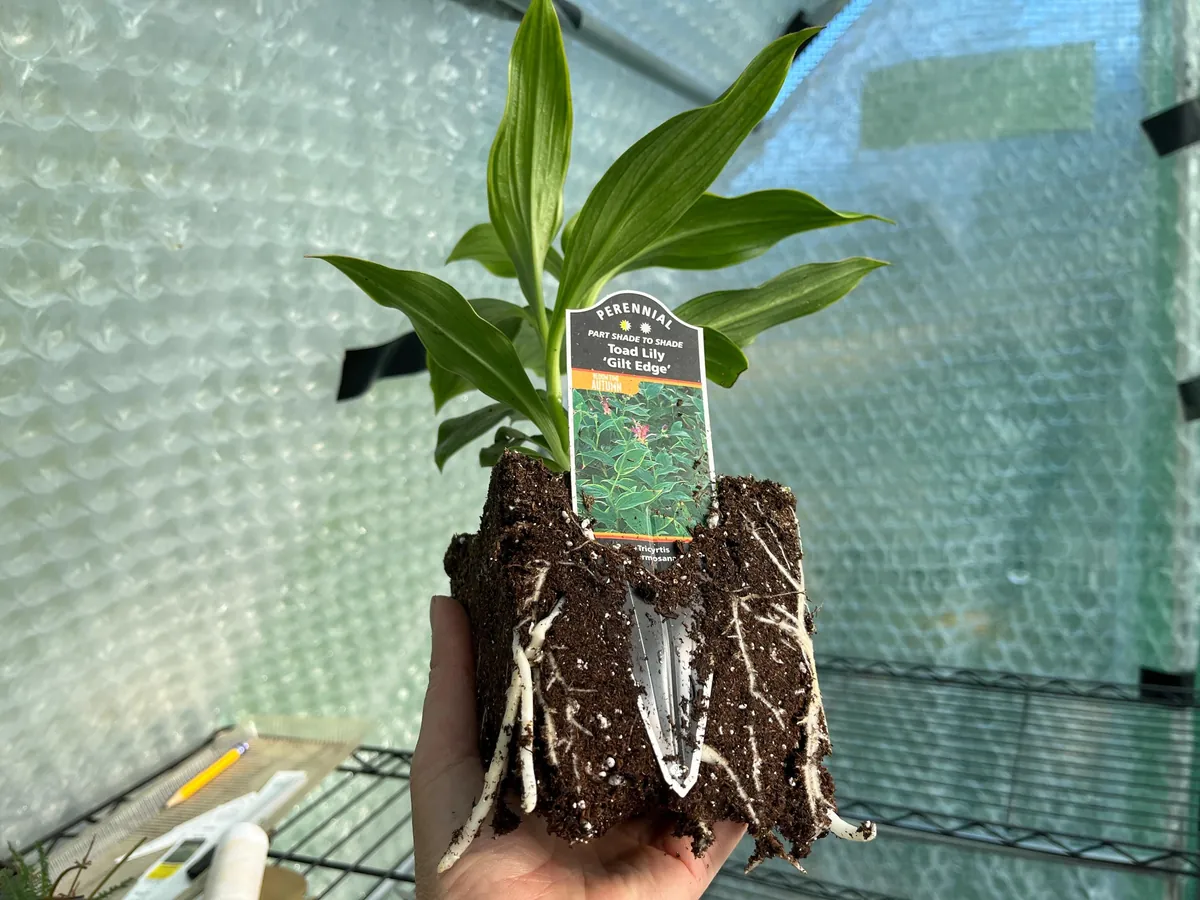 Japanese Toad Lily Live Plant - Exotic Perennial Flower for Shade, 4 inch Pot - Image 5