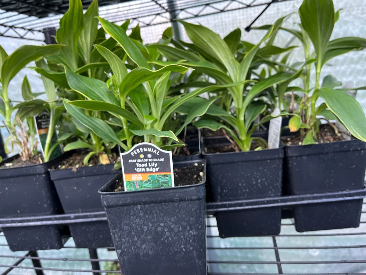 Japanese Toad Lily Live Plant - Exotic Perennial Flower for Shade, 4 inch Pot - Image 6