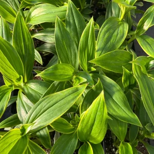Japanese Toad Lily Live Plant - Exotic Perennial Flower for Shade, 4 inch Pot - Image 7