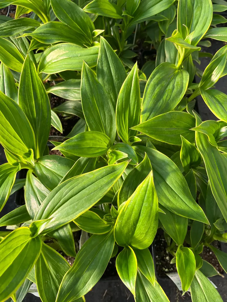 Japanese Toad Lily Live Plant - Exotic Perennial Flower for Shade, 4 inch Pot - Image 7