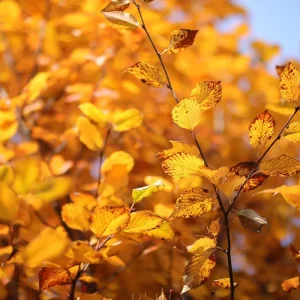 Japanese Zelkova Tree (2-Pack) – Zelkova Serrata Bare Root Live Plant – 2-3 ft Tall Ornamental Shade Tree - Image 3